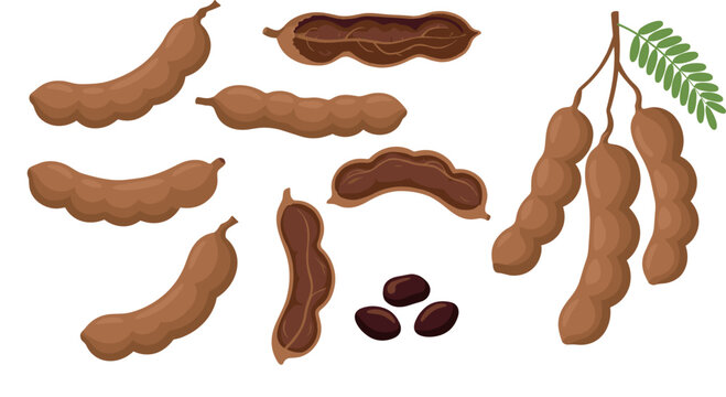 Fresh organic brown tamarind pods set featuring raw fruit opened shells pulp and seeds with green leaf bunch elements