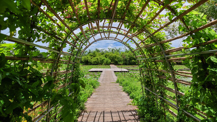 Bamboo tunnel covered with hanging and climbing plants over wooden bridge path. © NoonVirachada