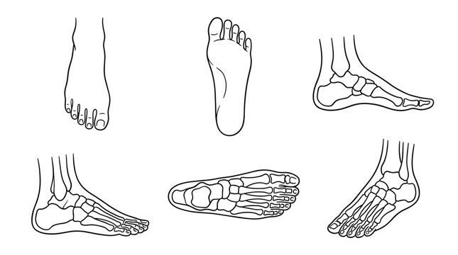 Set of human foot anatomical outlines showing bones and structure, medical education diagram, podiatry reference, orthopaedic health analysis