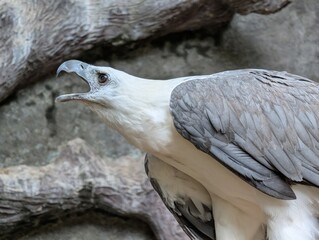 Naklejka premium bird of prey sea eagle