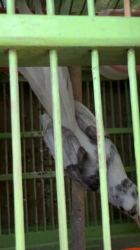 Silver Shama Bird Perching and Singing Inside a Cage
