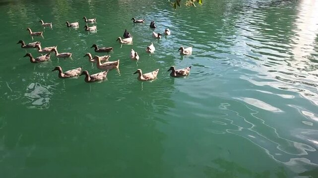 cute ducks in the water