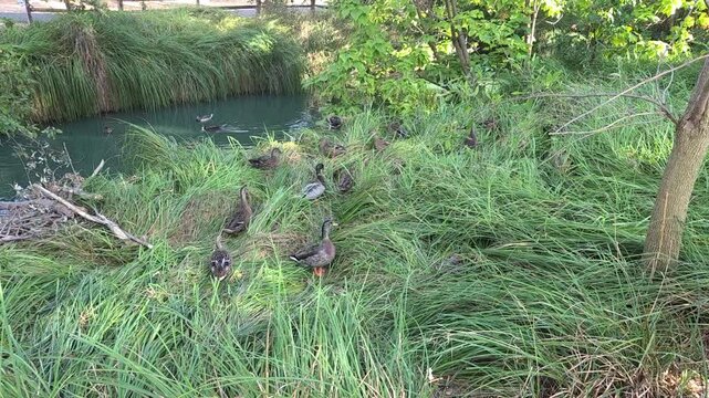 cute ducks in the grass and water