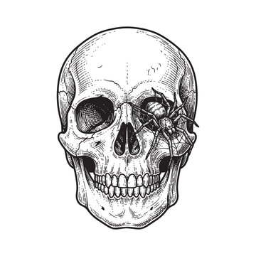 human skull with spider in web inside eye socket engraving
