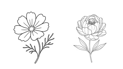 Obraz premium Single flower drawing isolated on transparent background. Elegant botanical PNG illustration for invitations, wedding designs, stationery, branding, tattoos and creative projects