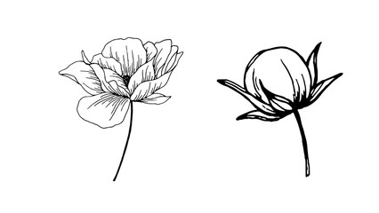 Obraz premium Single flower drawing isolated on transparent background. Elegant botanical PNG illustration for invitations, wedding designs, stationery, branding, tattoos and creative projects