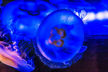 Colorful Blue Moon Jellyfish Seattle Washington © Bill Perry