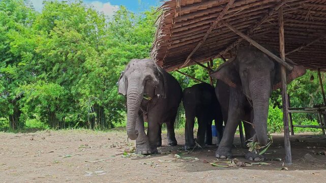 Close to Group of three Asian Elephants enjoying meals under a thatched roof at a sanctuary in Thailand.