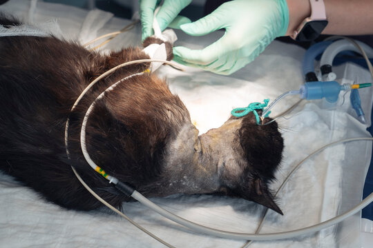 Medical professional in green surgical gloves carefully monitors a cat under anesthesia during an urgent operation to remove a growth at a veterinary hospital