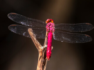 Macro photo of a vibrant red dragonfly (Crocothemis erythraea) resting on a branch with a dark background, showcasing its delicate transparent wings and the intricate details of nature. © AlfRibeiro
