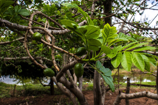 Unripe green jocote fruits (Spondias purpurea), also known as seriguela, growing on a tree branch in a natural setting.