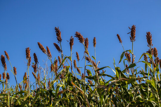 Low angle view of ripe red sorghum panicles growing in an agricultural field against a clear blue sky background. Cultivated grain crop plantation during harvest season in Brazil.