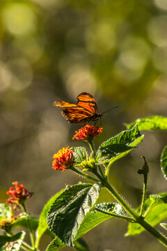 A vibrant orange and black Juno longwing butterfly (Dione juno) collecting nectar from a blooming orange cambara flower (Lantana camara) in the wild nature of Brazil,