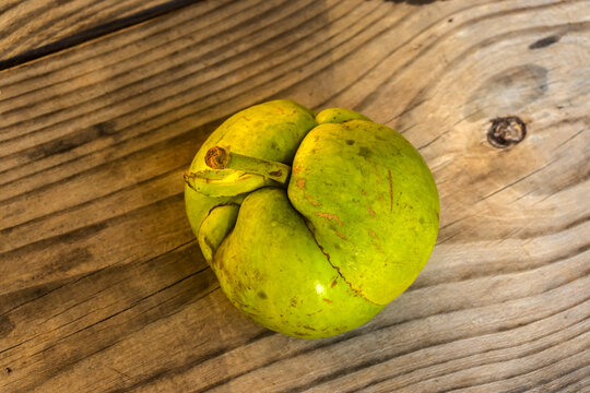 A close-up shot of a whole green elephant apple (Dillenia indica) resting on a textured wooden background. 