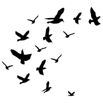 Flying bird silhouettes in varied poses, flock movement and freedom concept on a clean white background