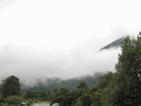 Misty mountain landscape with lush green trees and rolling clouds
