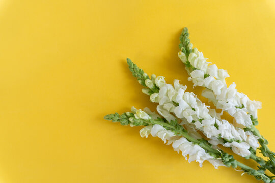 White snapdragons bloom against vivid yellow background. Delicate flowers curve gently, creating natural elegance.