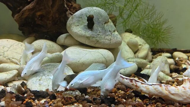 Timelapse Video of Tiny white fish swimming near rocks and shells. They explore a peaceful, shallow aquarium. Gravel, driftwood, and green plants add texture. Natural lighting enhances the tranquil 