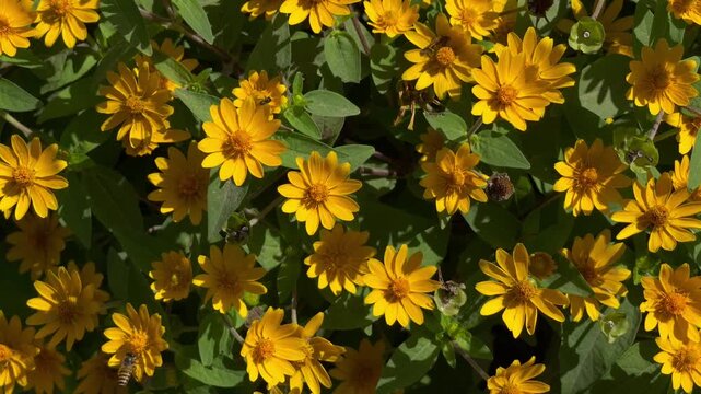 Close Up of Honey Bee Pollinating Starcluster Flowers