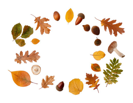 PNG Autumn leaves and acorns in circular arrangement