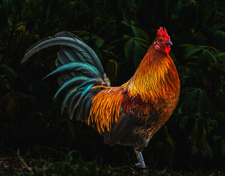 Red Junglefowl Rooster Waikiki Oahu Hawaii