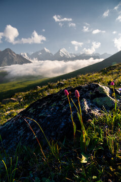 Pink Wildflowers Growing on Mountain Slope Above Cloud Valley