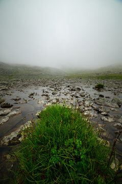 Green grass tuft in shallow rocky mountain water under fog