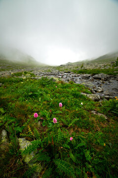 alpine stream flowing through green valley with pink wildflowers