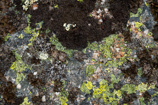 Close up of colorful lichens and moss on rock surface