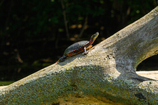 Painted turtle (Chrysemys picta) climbing a weathered log at an angle, symbolizing determination and steady progress room for text copy space