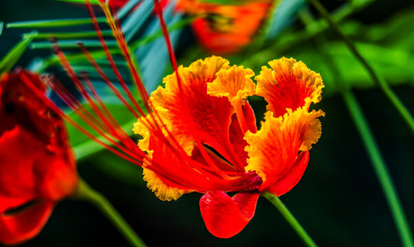 Colorful Red Yellow Poinciana Flowers Waikiki Honolulu Hawaii