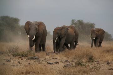 Fototapeta premium African elephants walking through savanna in Amboseli National Park, Kenya