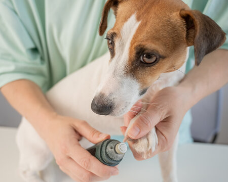 A Jack Russell Terrier getting his nails filed with a grinder at a grooming salon.