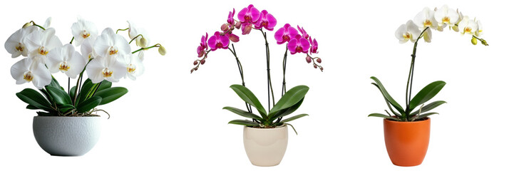 Three potted orchid plants with white and pink flowers, isolated on a white background © Huan