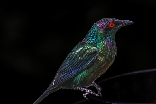 Colorful Metallic Starling Bird