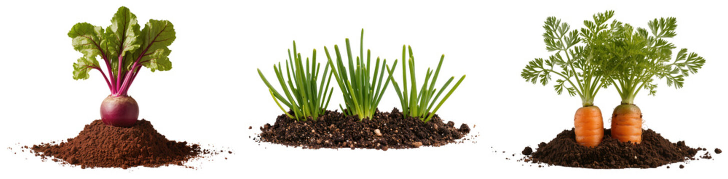 Beetroot, chives, and carrots growing in soil, isolated on white background