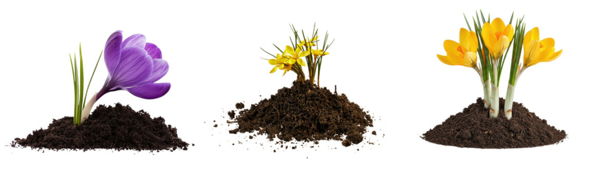 Three piles of soil with blooming crocuses, one purple and two yellow, isolated on a white background