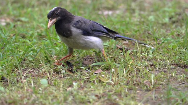 Black-headed Jay Catching Worm While Foraging on Grassy Ground