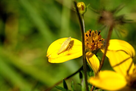 Yellow leafhopper on a wildflower in Cotacachi, Ecuador