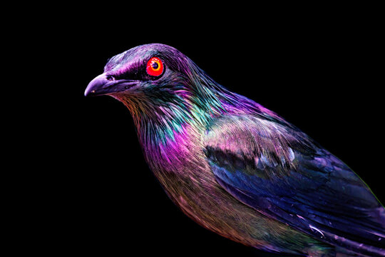 Colorful Metallic Starling Bird