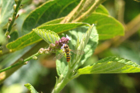 Hoverfly on a wildflower in a field, in Cotacachi, Ecuador
