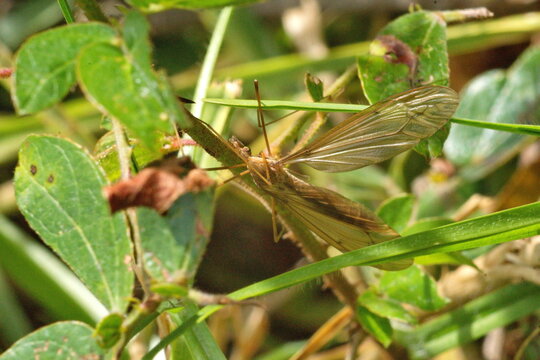 Crane fly in a field in Cotacachi, Ecuador