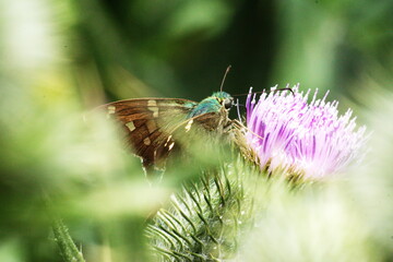 Esmeralda Longtail (Urbanus esmeraldus) skipper butterfly on a Scotch thistle flower in Cotacachi, Ecuador © Angela