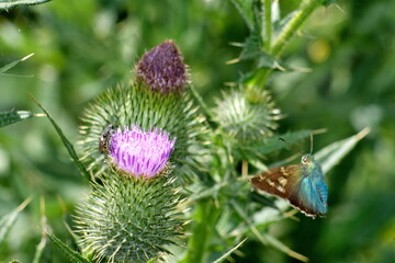 Esmeralda Longtail (Urbanus esmeraldus) skipper butterfly on a Scotch thistle flower in Cotacachi, Ecuador © Angela