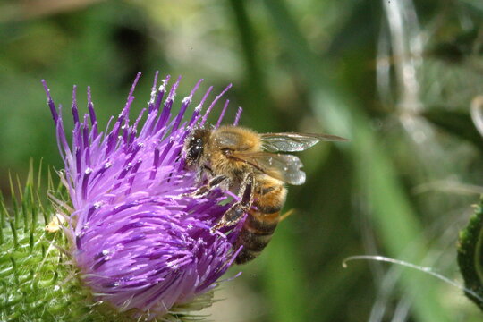 Honey bee on a Scotch thistle flower in Cotacachi, Ecuador