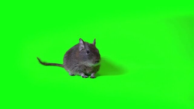 Degus rodent posing on a bright green background provides a clear subject for animal studies and nature-focused educational content.