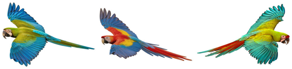 Three colorful macaws flying isolated on a white background © BaoNgoc
