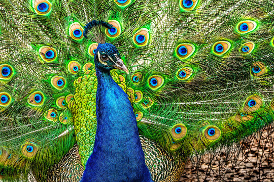 Colorful Peacock Showing Feathers Waikiki Hawaii