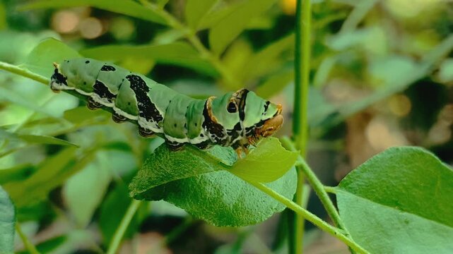 Close up footage capturing a Common Lime butterfly caterpillar (Papilio demoleus, Papilionidae) feeding on a Curry leaf plant (Murraya koenigii, Rutaceae), its host plant. Time lapse video.