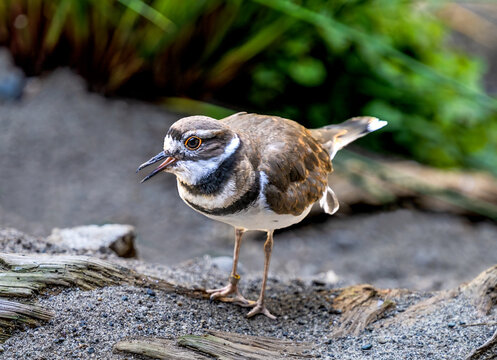 Colorful Semipalmated Plover Shore Bird